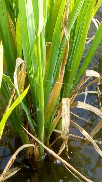 ಬ್ಯಾಕ್ಟೀರಿಯಾದ ಎಲೆ ಗೆರೆ - ಭತ್ತ