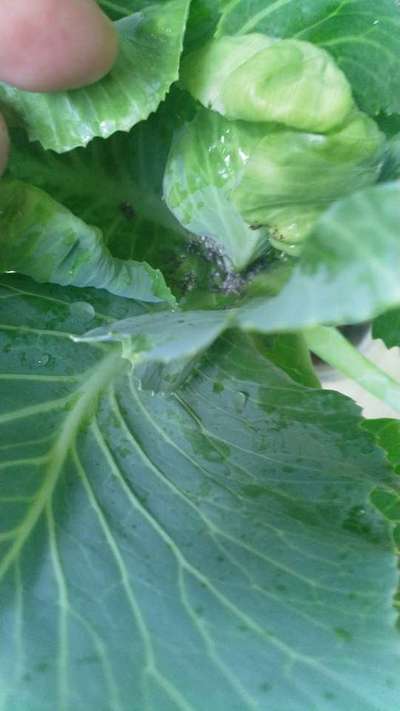 Aphids - Cabbage