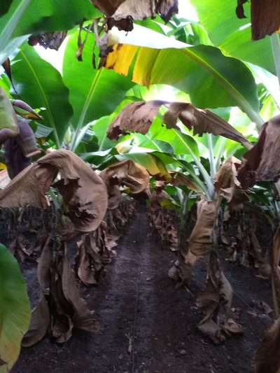 Panama Disease - Banana