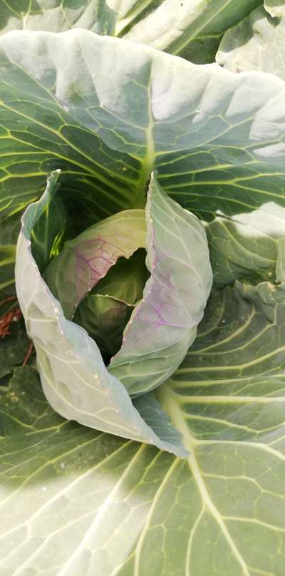 Phosphorus Deficiency - Cabbage