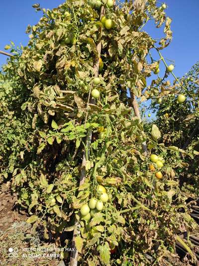 Early Blight - Tomato