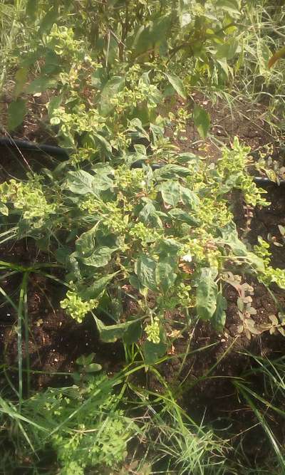 Chilli Thrips - Capsicum & Chilli