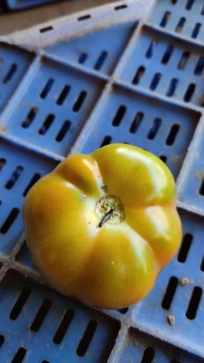 Oriental Fruit Fly - Tomato