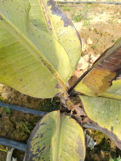 Potassium Deficiency - Banana