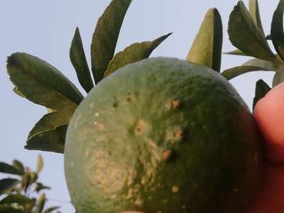 Anthracnose of Lime - Citrus