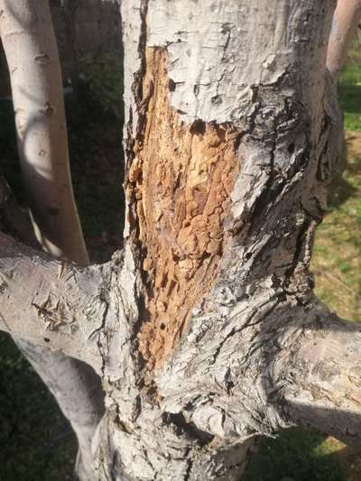 Fruit Tree Bark Beetle - Apple