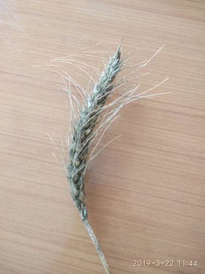 Karnal Bunt of Wheat - Wheat