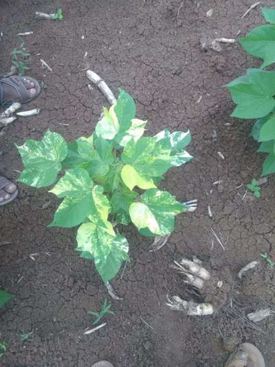 Leaf Variegation - Cotton