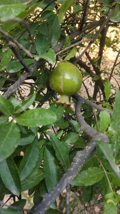 तैला (थ्रिप्स) - अनार