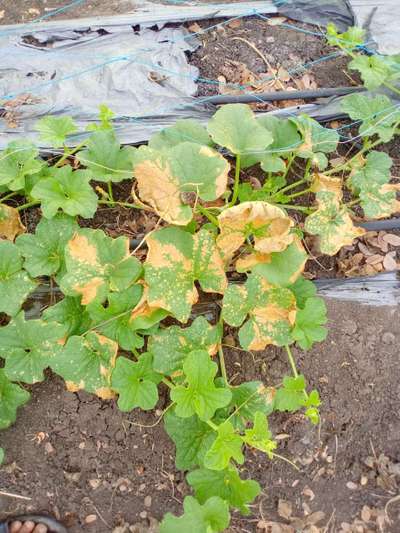 Potassium Deficiency - Melon