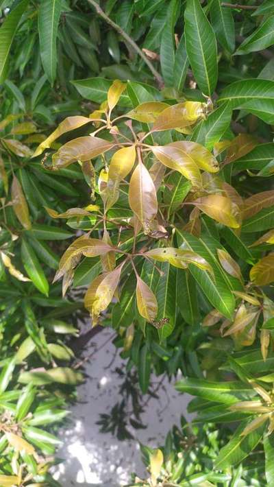 Phosphorus Deficiency - Mango