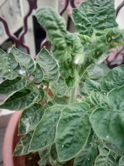 Whiteflies - Tomato