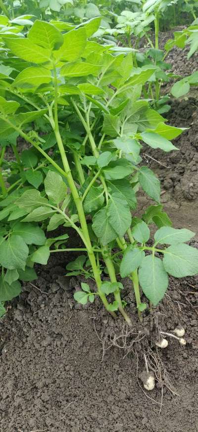 Foot and Collar Rot - Potato