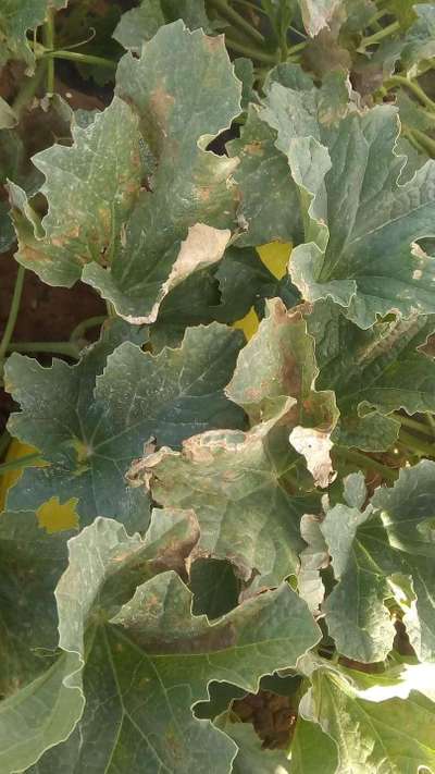 Leaf Blight of Cucurbits - Melon