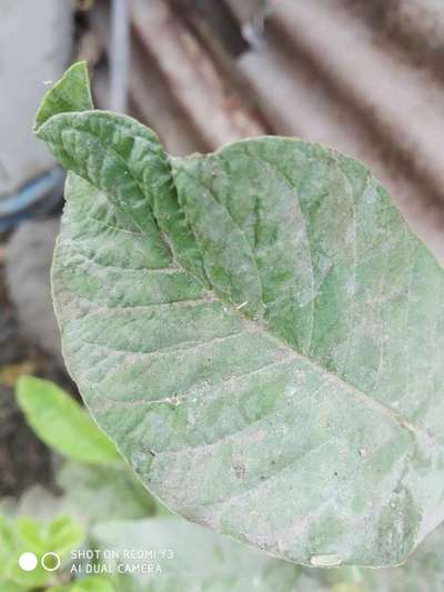 ಮಿಲಿಬಗ್ - ಆಲೂಗಡ್ಡೆ