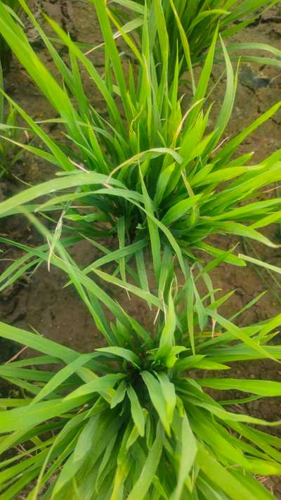 Bacterial Blight of Rice - Rice