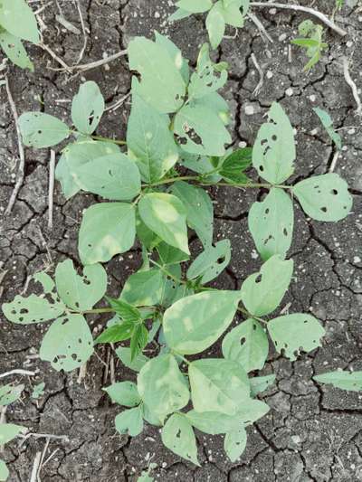 Leaf Variegation - Black & Green Gram