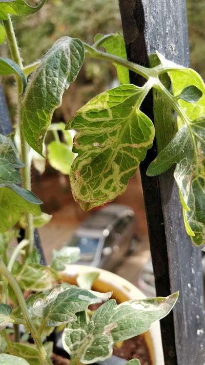 Tomato Leaf Miner - Tomato