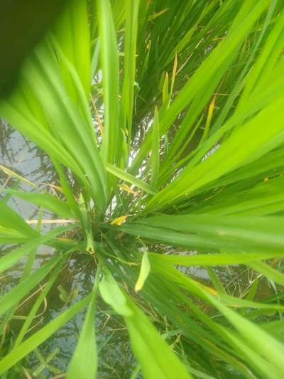 Leaf Scald of Rice - Rice