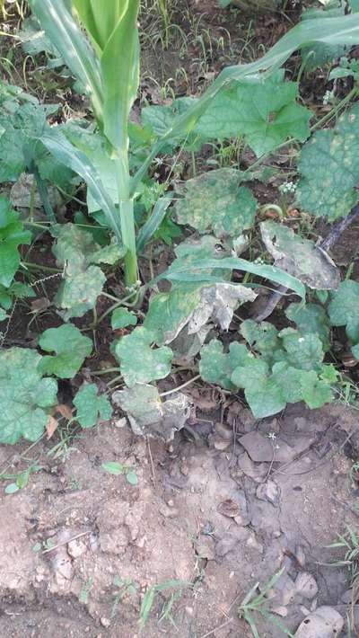 Leaf Blight of Cucurbits - Cucumber