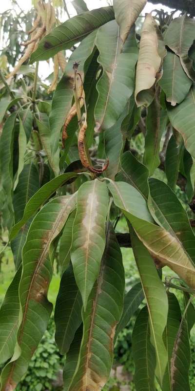 Mango Dieback Disease - Mango