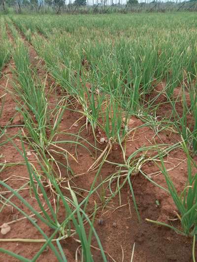 Stemphylium Leaf Blight of Onion - Onion