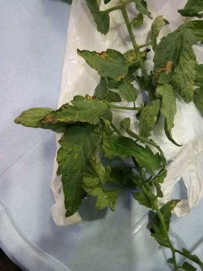 Septoria Leaf Spot - Tomato