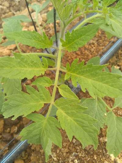 Deficiencia de nitrógeno - Tomate