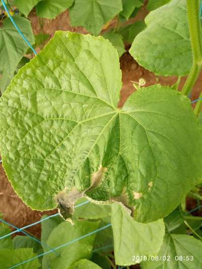 Fertilizer Burn - Cucumber