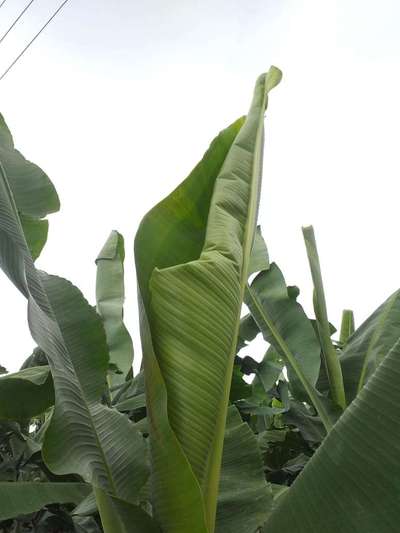 Calcium Deficiency - Banana