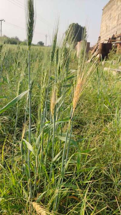 ಗೋಧಿ ಬ್ಲಾಸ್ಟ್ - ಗೋಧಿ