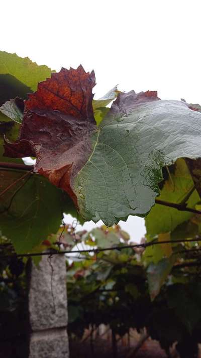 Downy Mildew of Grape - Grape