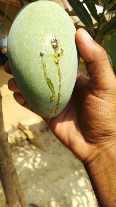 Bacterial Black Spot of Mango - Mango