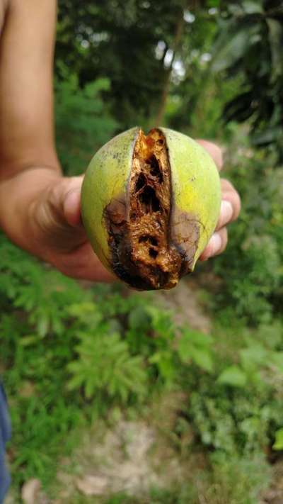 Mango Seed Borer - Citrus