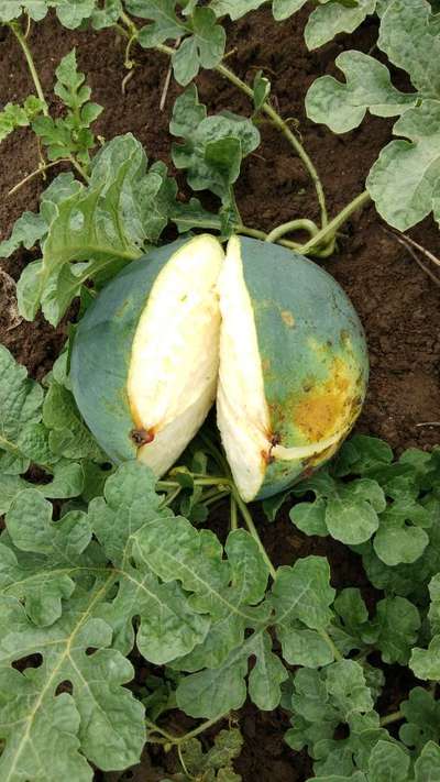 Boron Deficiency - Melon