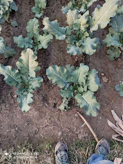 Flea Beetles - Cabbage