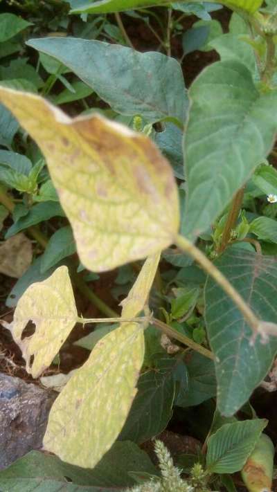 Cercospora Leaf Spot of Legumes - Bean