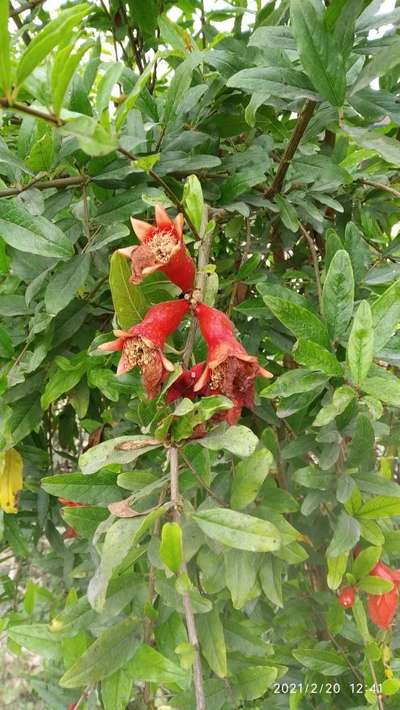 থ্রিপস - ডালিম