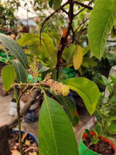 White Grub - Mango