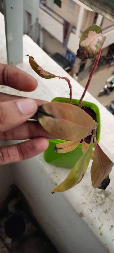 Nitrogen Deficiency - Mango