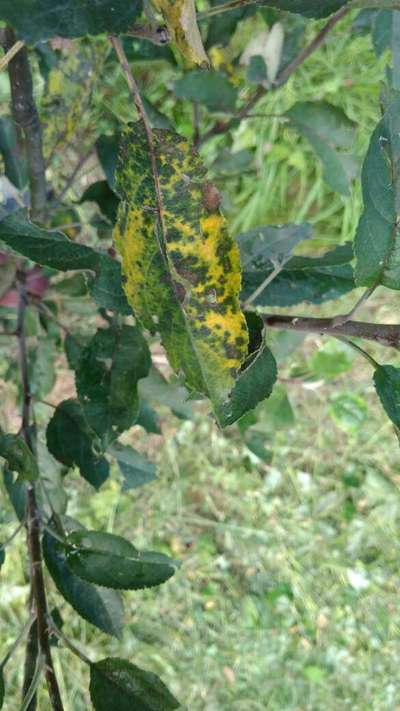 Apple Mosaic Virus - Apple