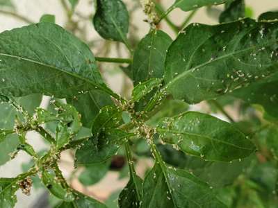 Aphids - Capsicum & Chilli