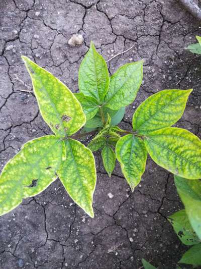 Flea Beetles - Black & Green Gram