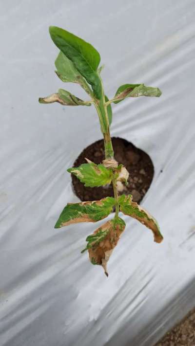 Pesticide Burn - Tomato