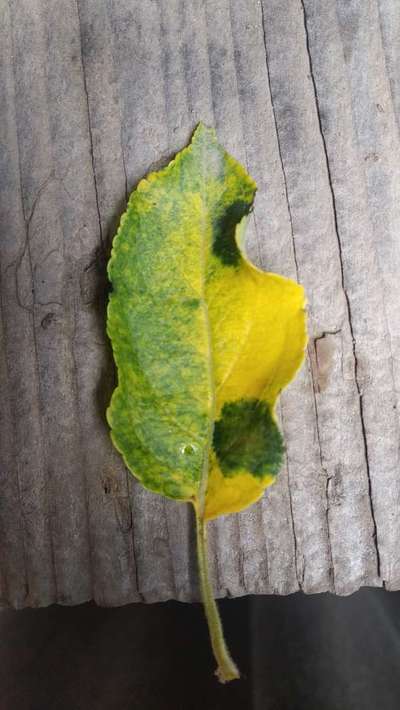 Apple Mosaic Virus - Apple