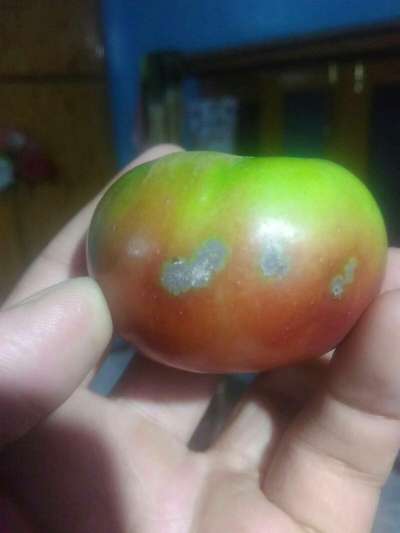 Bacterial Canker of Tomato - Apple