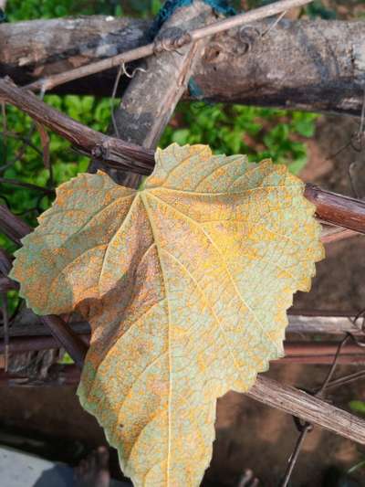 Grape Rust - ద్రాక్ష