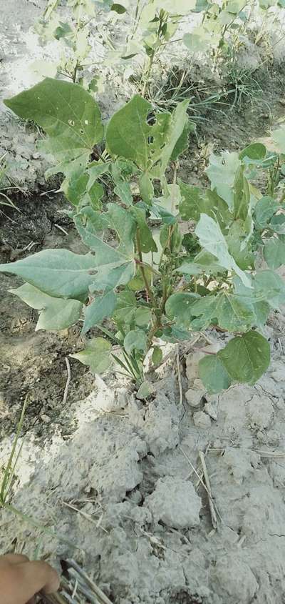 Tobacco Caterpillar - Cotton