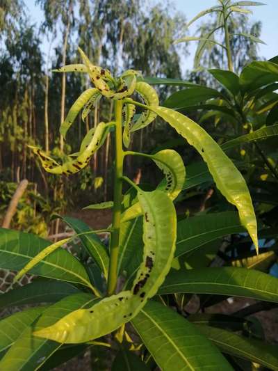 Calcium Deficiency - Mango