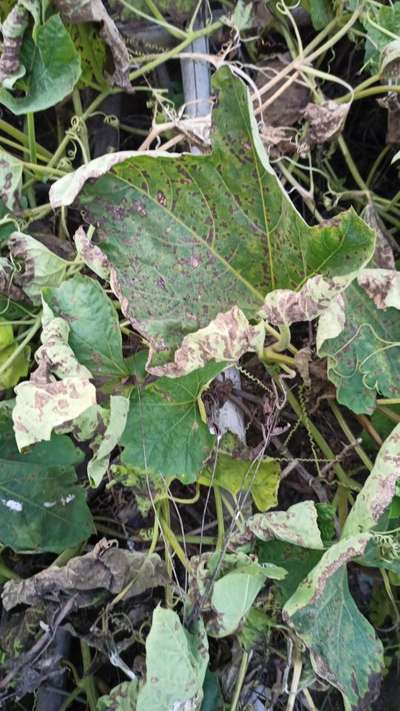 Leaf Blight of Cucurbits - Cucumber